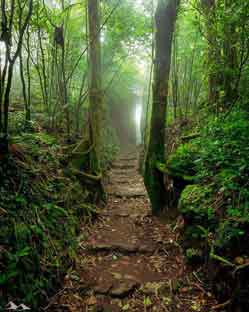 Bosque tropical humedo de Nicaragua