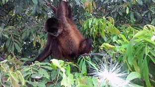Mono congo por Nicaragua