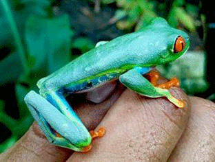 Ranas de Nicaragua