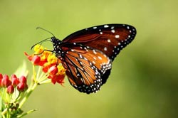 Reserve naturelel Los Guatuzos Nicaragua