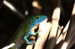 Faune et flore du Nicaragua