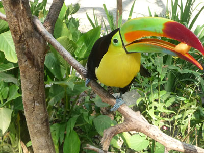 Fauna de Nicaragua